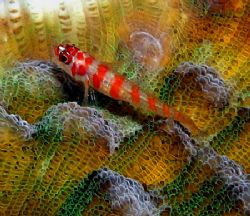 Eeny weeny fish.. love the colour of his sofa.. Palau... by Alex Tattersall 